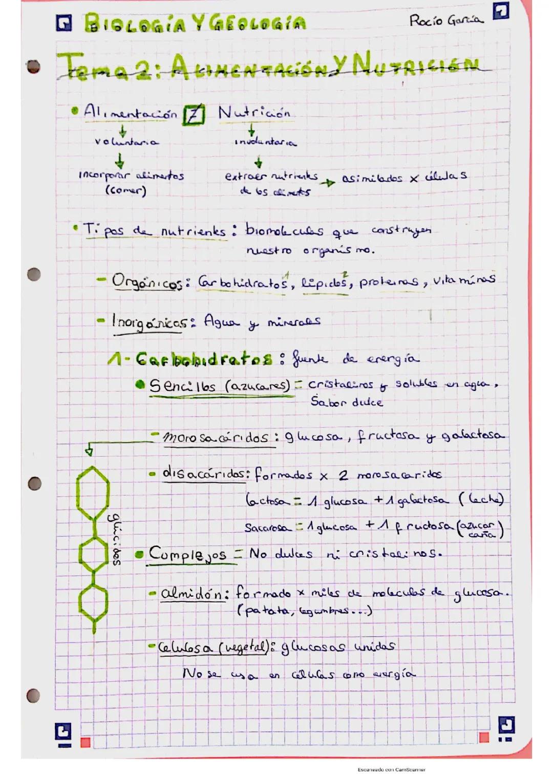 Entendiendo la Alimentación y Nutrición: Diferencias y Ejemplos