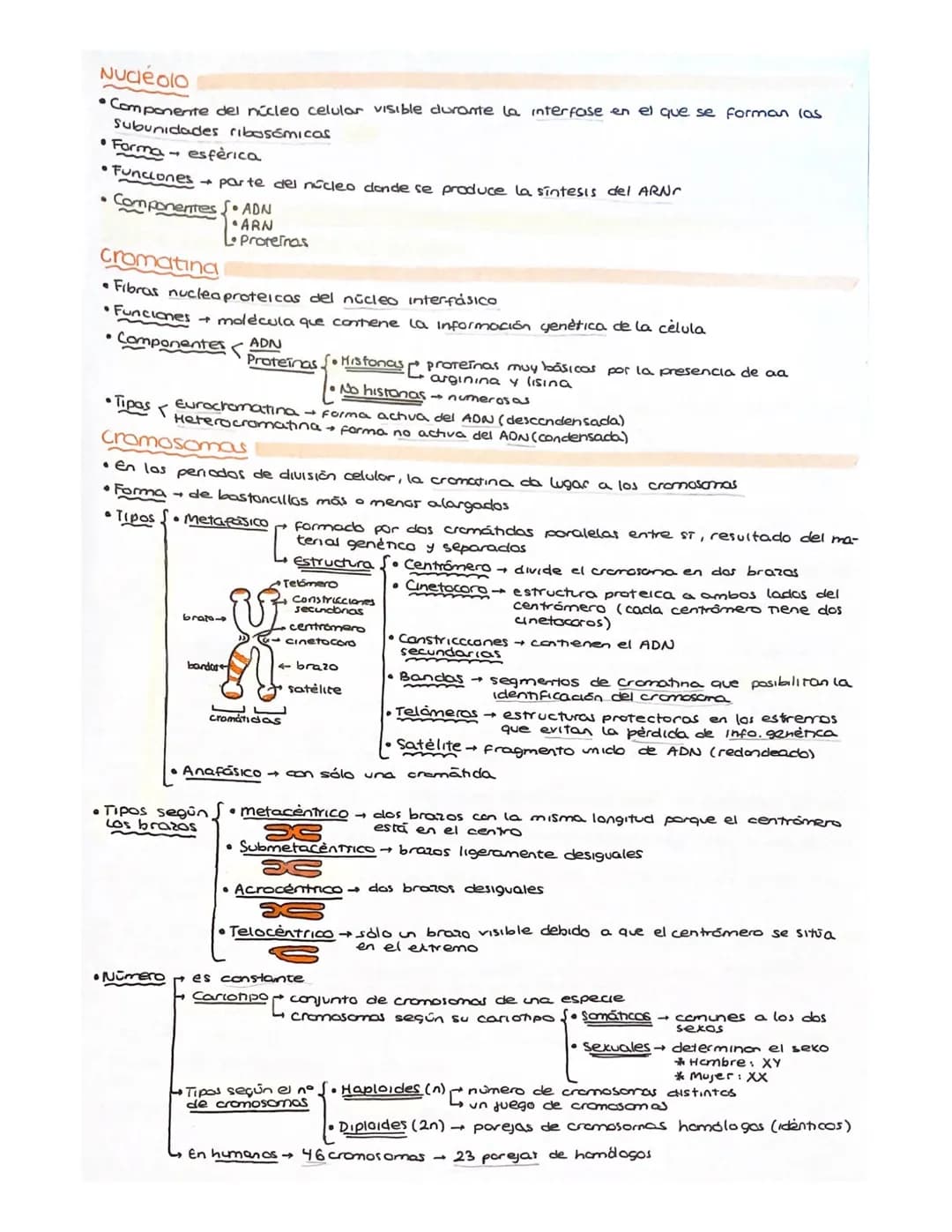 BLOQUE 2
•
6. CELULA EUCARIOTICA Y PROCARIÓTICA
1. Introducción. Teoria celular
Célula → unidad más simple conocida con capacidad para lleva