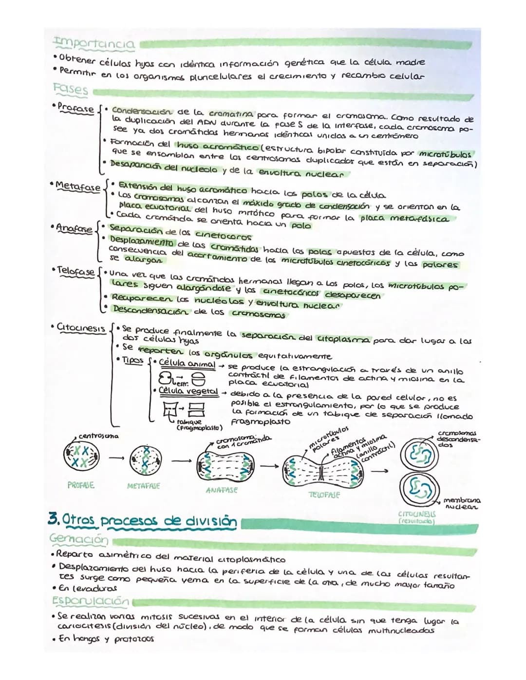 BLOQUE 2
•
6. CELULA EUCARIOTICA Y PROCARIÓTICA
1. Introducción. Teoria celular
Célula → unidad más simple conocida con capacidad para lleva