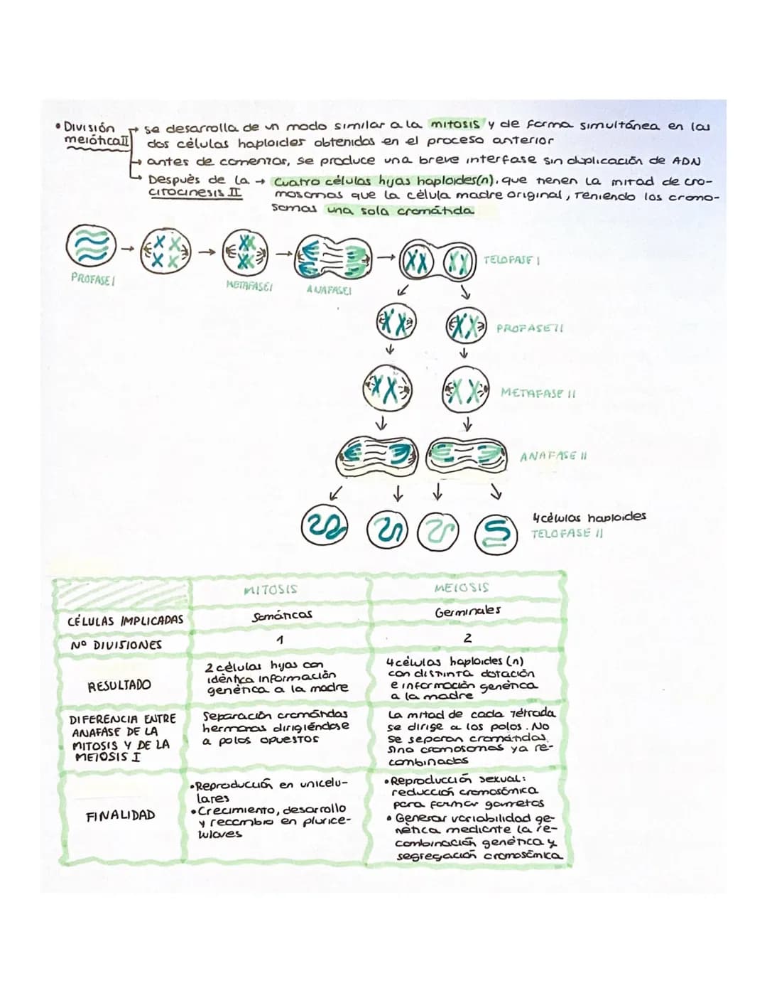BLOQUE 2
•
6. CELULA EUCARIOTICA Y PROCARIÓTICA
1. Introducción. Teoria celular
Célula → unidad más simple conocida con capacidad para lleva