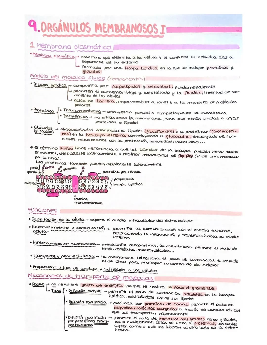 BLOQUE 2
•
6. CELULA EUCARIOTICA Y PROCARIÓTICA
1. Introducción. Teoria celular
Célula → unidad más simple conocida con capacidad para lleva