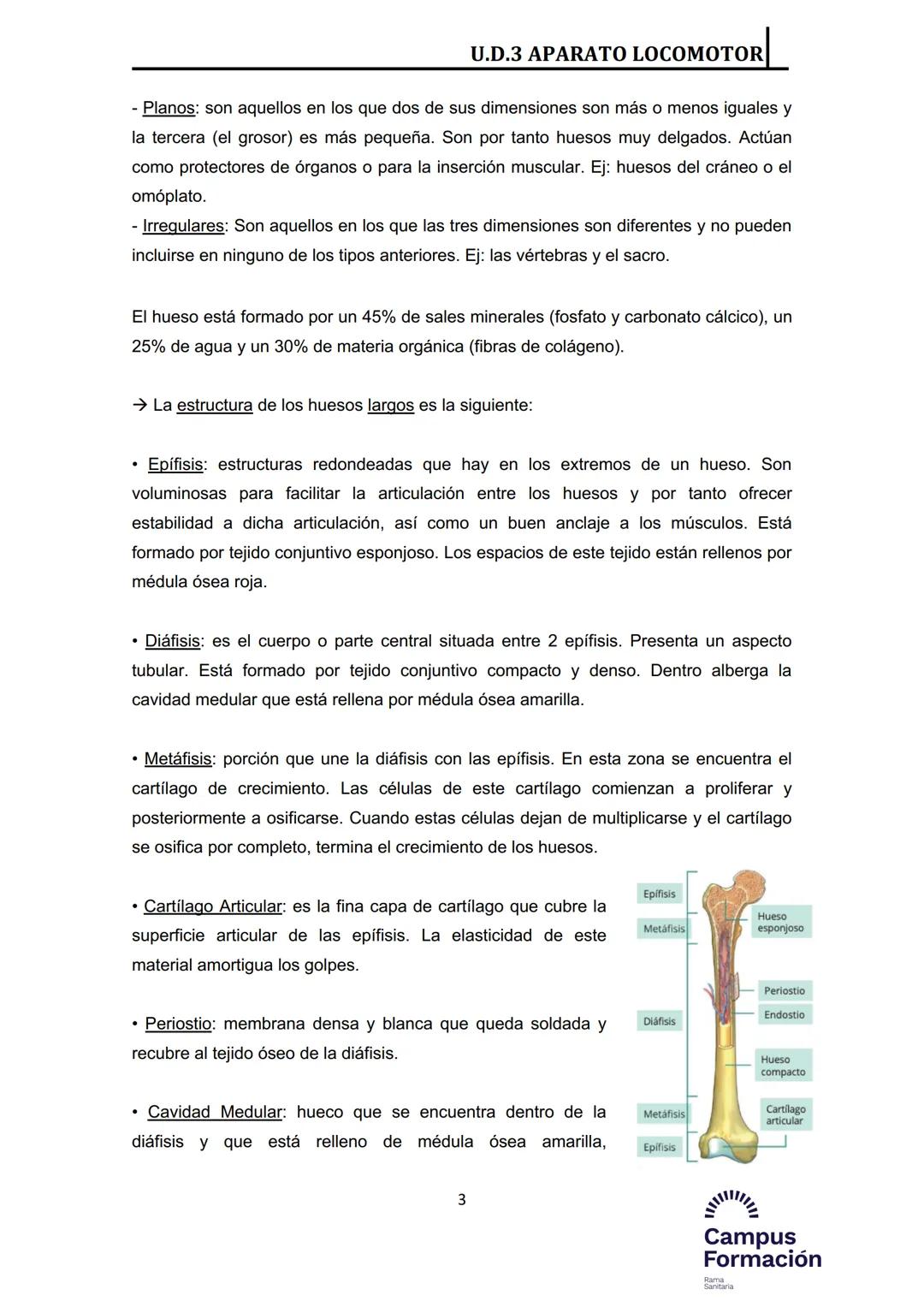 Índice del Tema 3:
1.- Introducción
2.- Huesos
2.1.- Estructura macroscópica
2.2.- Estructura microscópica
2.3.- Componentes del esqueleto h