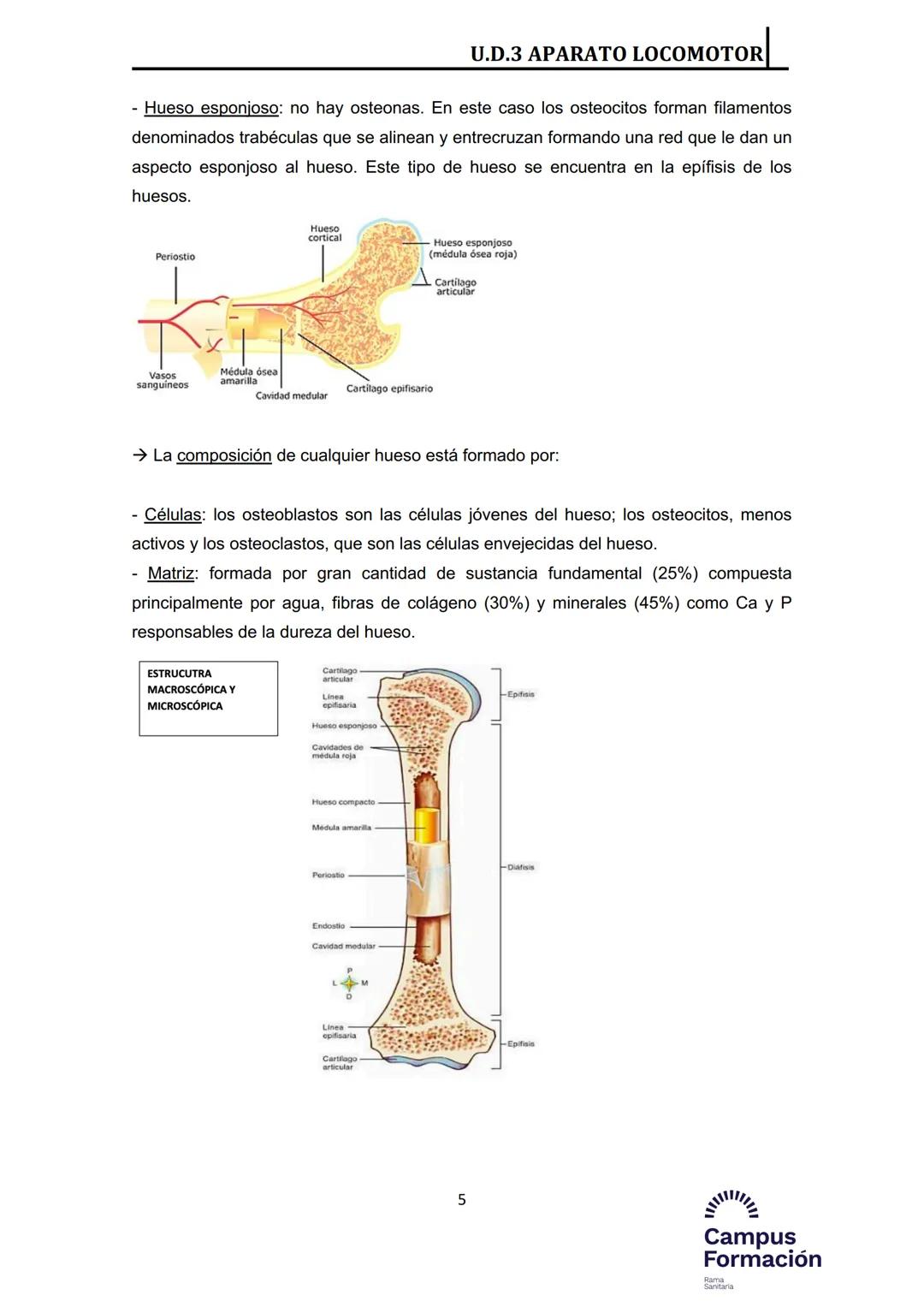 Índice del Tema 3:
1.- Introducción
2.- Huesos
2.1.- Estructura macroscópica
2.2.- Estructura microscópica
2.3.- Componentes del esqueleto h