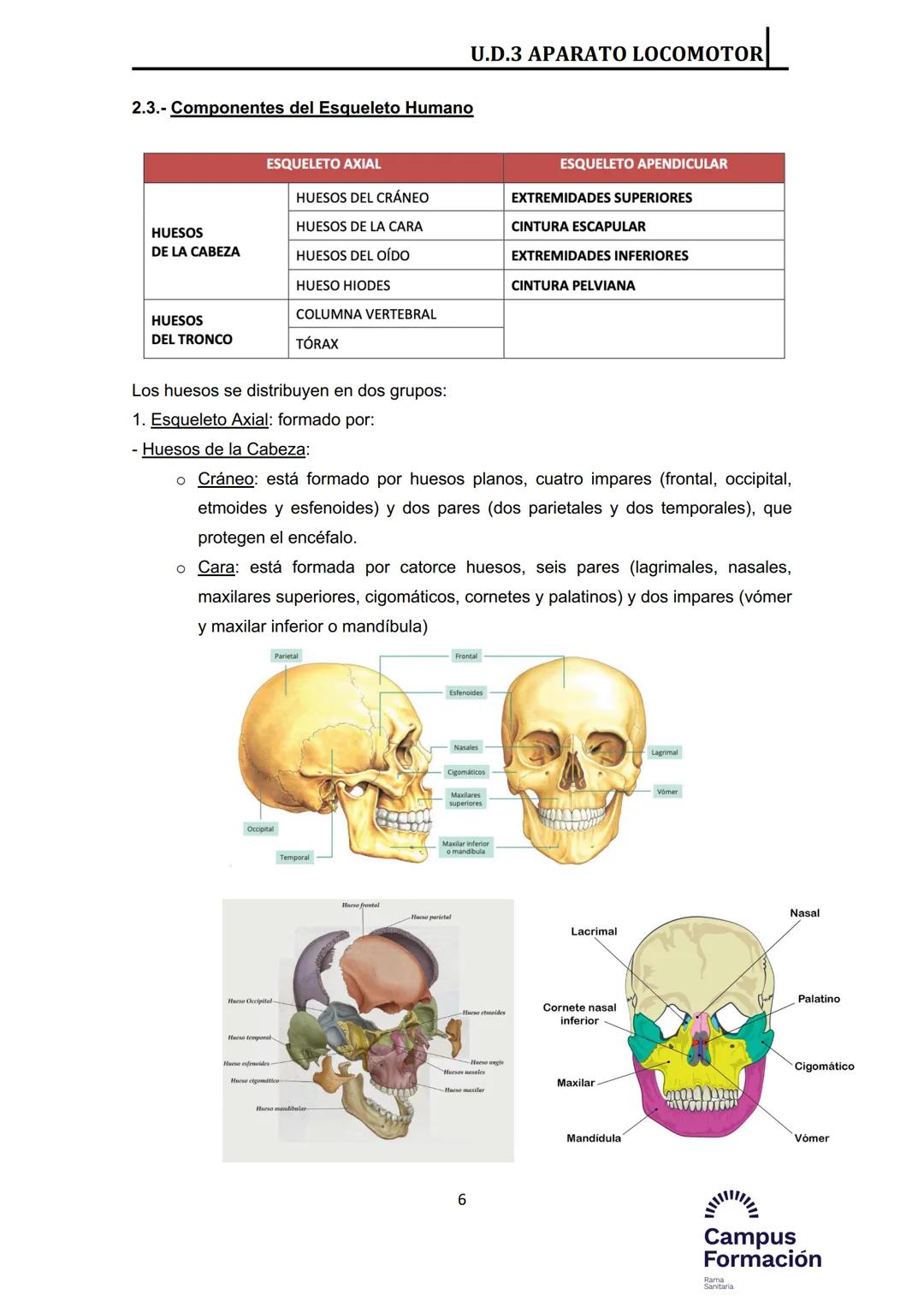Índice del Tema 3:
1.- Introducción
2.- Huesos
2.1.- Estructura macroscópica
2.2.- Estructura microscópica
2.3.- Componentes del esqueleto h