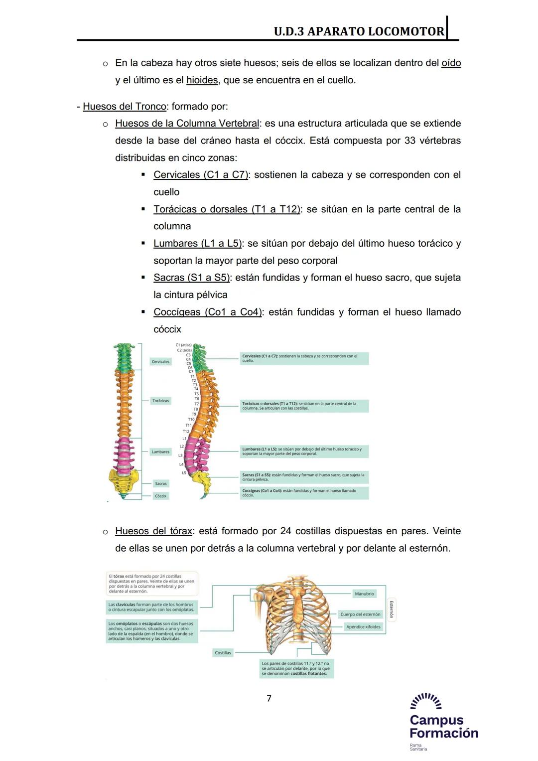 Índice del Tema 3:
1.- Introducción
2.- Huesos
2.1.- Estructura macroscópica
2.2.- Estructura microscópica
2.3.- Componentes del esqueleto h