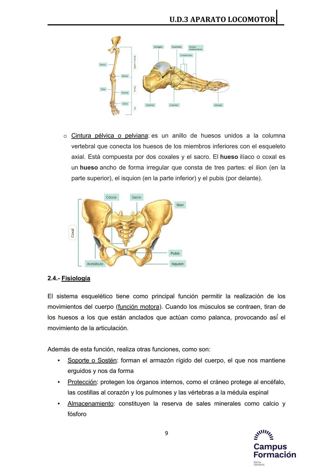 Índice del Tema 3:
1.- Introducción
2.- Huesos
2.1.- Estructura macroscópica
2.2.- Estructura microscópica
2.3.- Componentes del esqueleto h