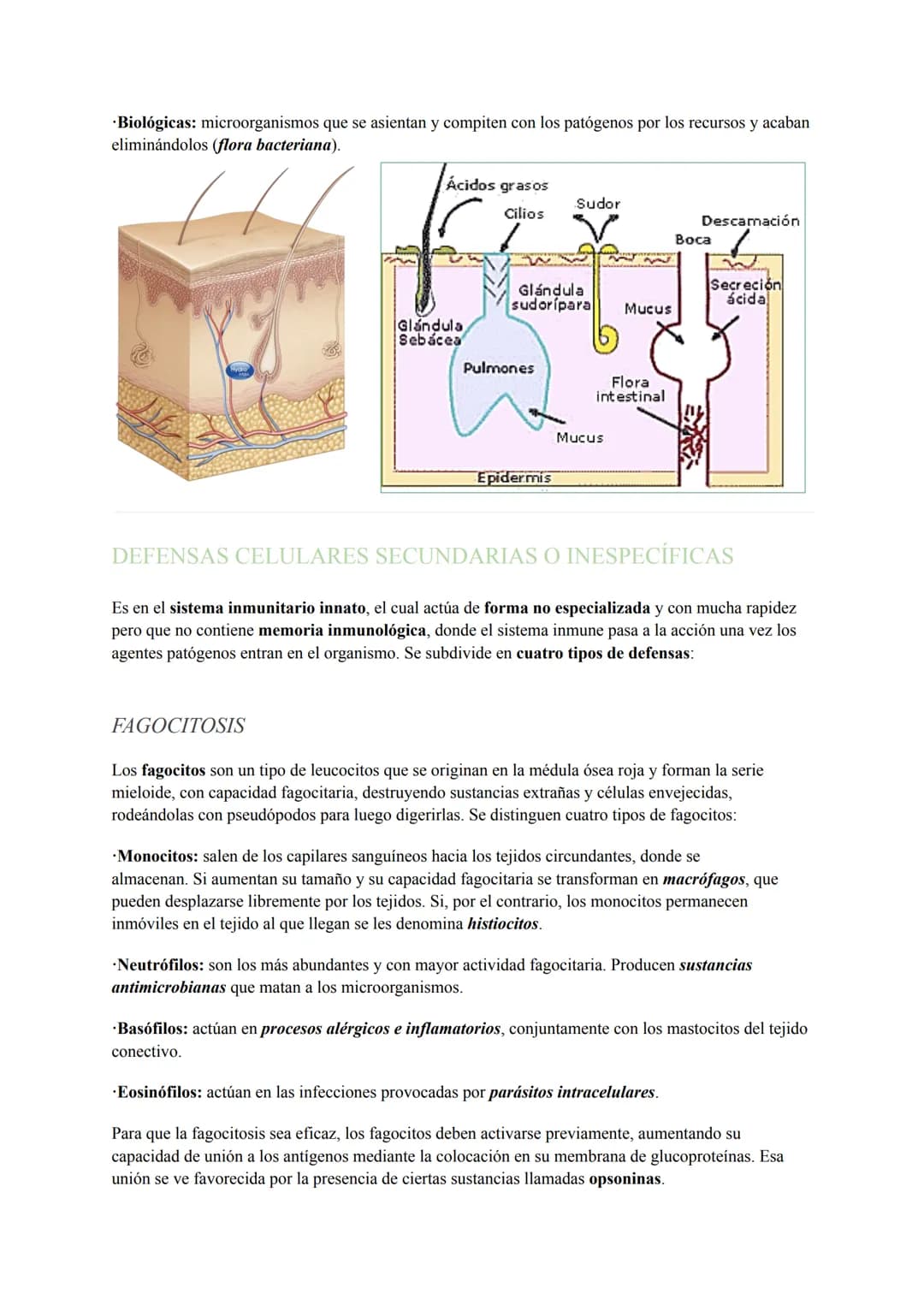 INMUNOLOGÍA
El sistema inmunitario es el conjunto de órganos compuestos por los mismos tejidos, cuyas funciones
principales se basan en repe