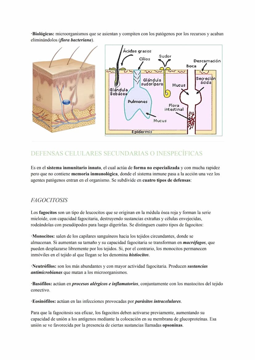 INMUNOLOGÍA
El sistema inmunitario es el conjunto de órganos compuestos por los mismos tejidos, cuyas funciones
principales se basan en repe