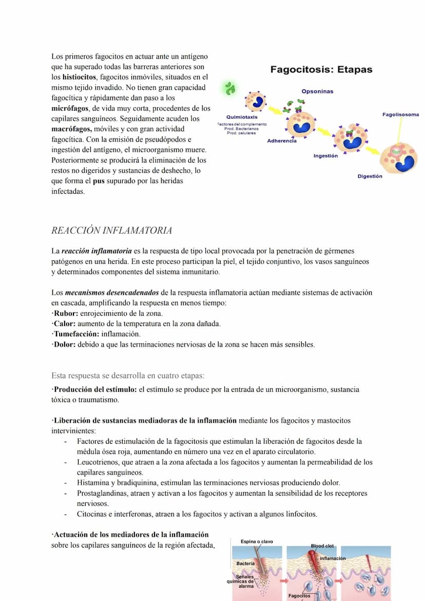 INMUNOLOGÍA
El sistema inmunitario es el conjunto de órganos compuestos por los mismos tejidos, cuyas funciones
principales se basan en repe