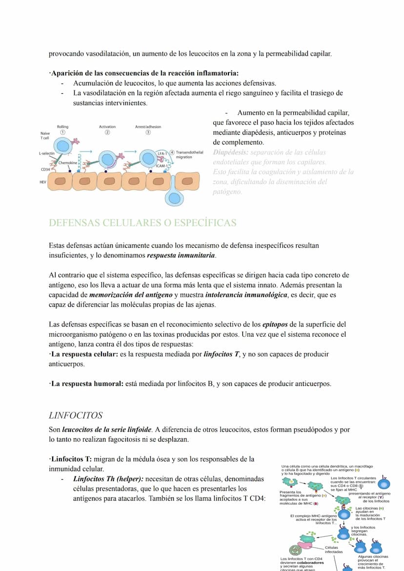 INMUNOLOGÍA
El sistema inmunitario es el conjunto de órganos compuestos por los mismos tejidos, cuyas funciones
principales se basan en repe