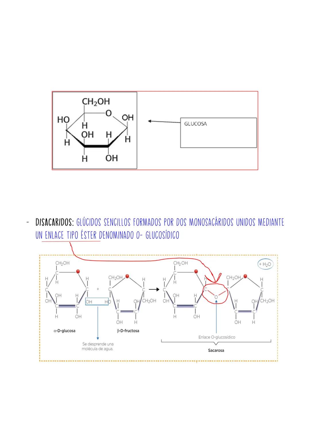 1.
TEMA 5: BASE MOLECULAR DE LA VIDA
NIVELES DE ORGANIZACIÓN DE LA MATERIA
1.1
CARACTERISTICAS DE LOS SERES VIVOS
2. CONSTITUYENTES DE LOS S
