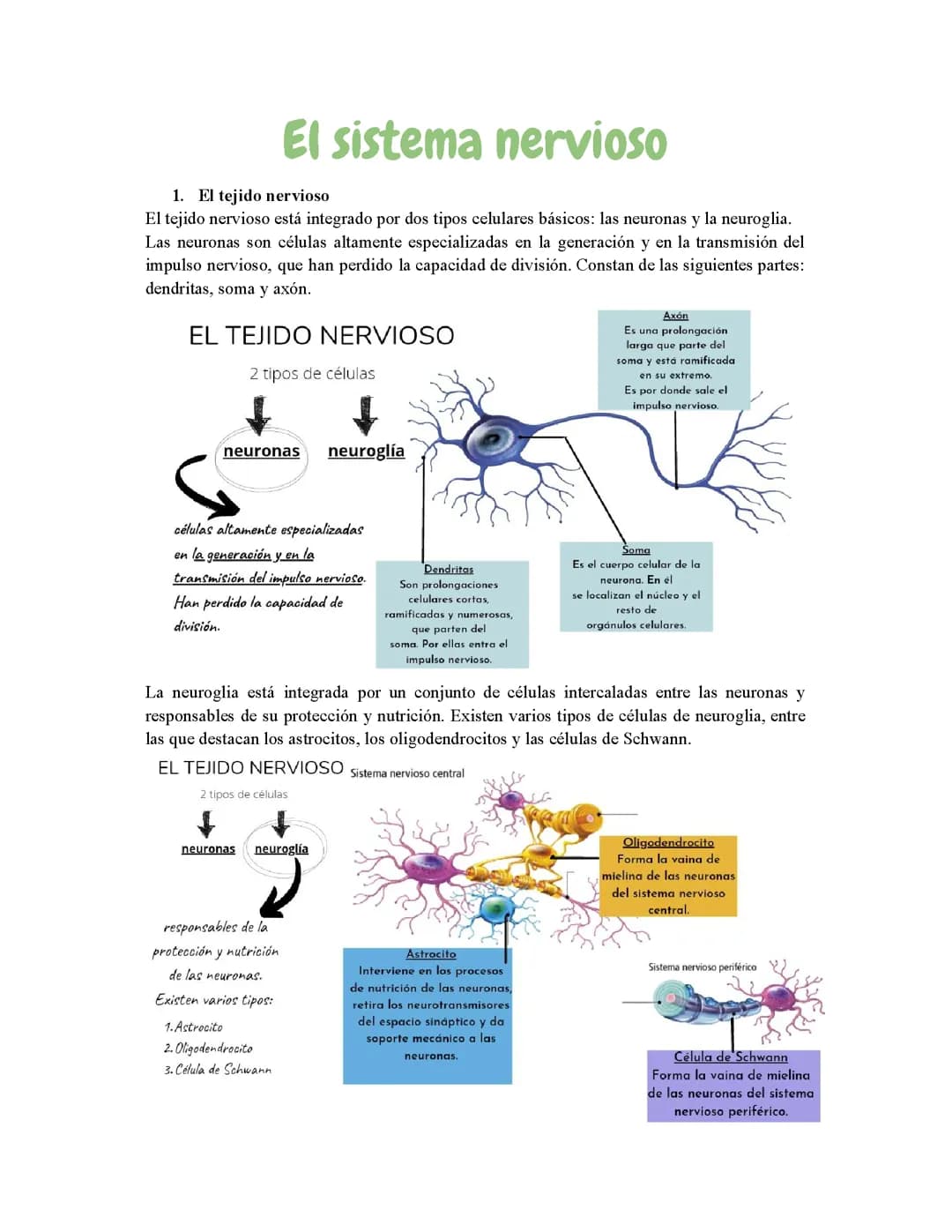 El sistema nervioso