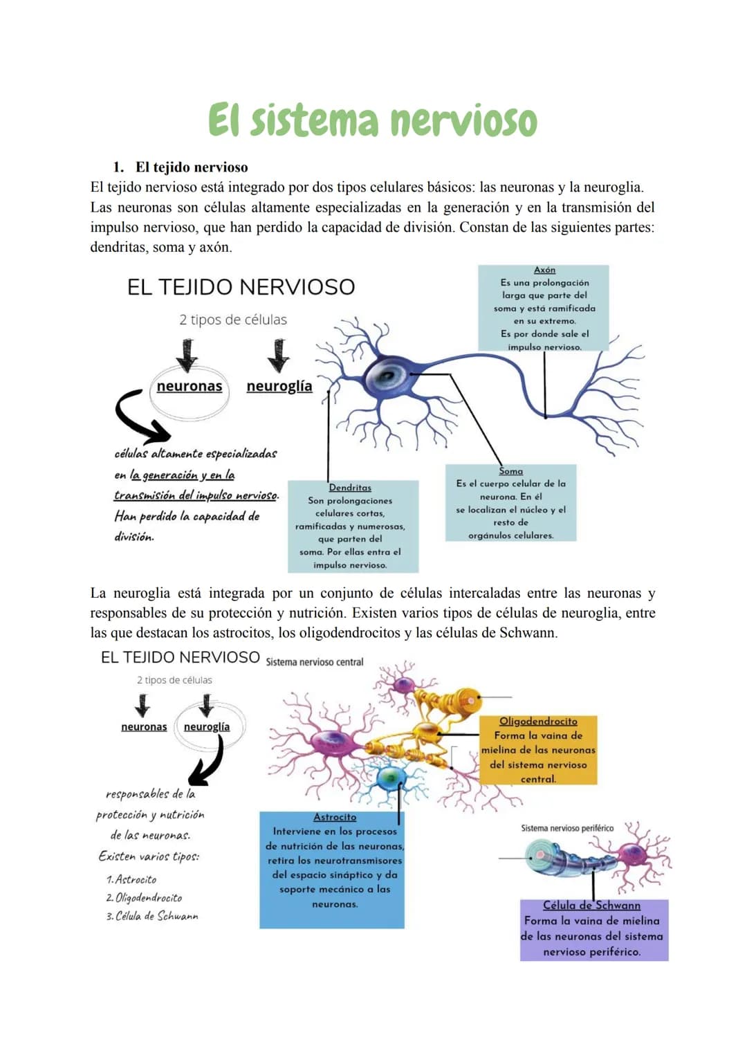 El sistema nervioso
1. El tejido nervioso
El tejido nervioso está integrado por dos tipos celulares básicos: las neuronas y la neuroglia.
La