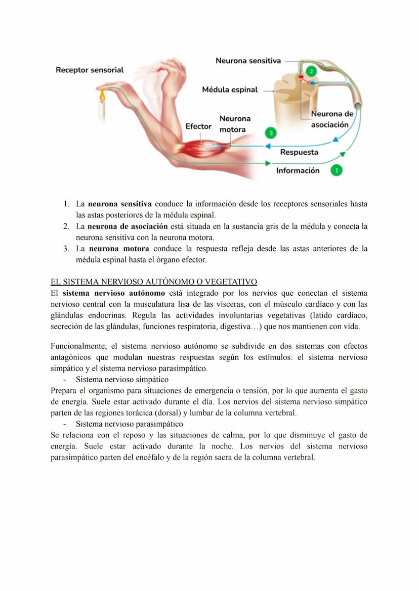 El sistema nervioso
1. El tejido nervioso
El tejido nervioso está integrado por dos tipos celulares básicos: las neuronas y la neuroglia.
La