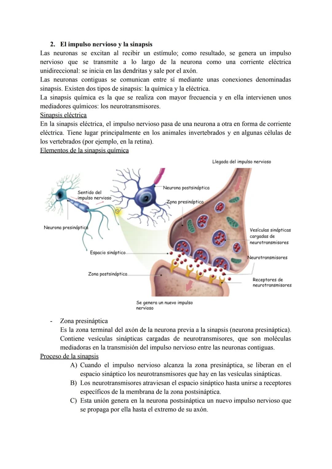 El sistema nervioso
1. El tejido nervioso
El tejido nervioso está integrado por dos tipos celulares básicos: las neuronas y la neuroglia.
La