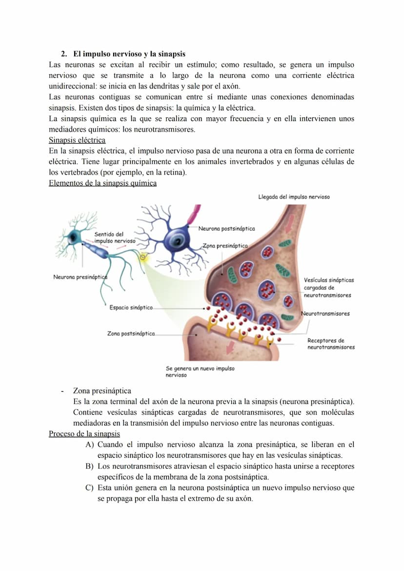 El sistema nervioso
1. El tejido nervioso
El tejido nervioso está integrado por dos tipos celulares básicos: las neuronas y la neuroglia.
La