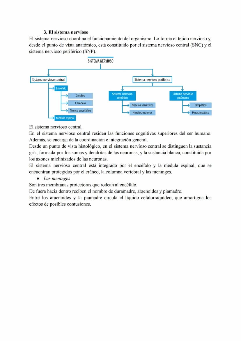 El sistema nervioso
1. El tejido nervioso
El tejido nervioso está integrado por dos tipos celulares básicos: las neuronas y la neuroglia.
La