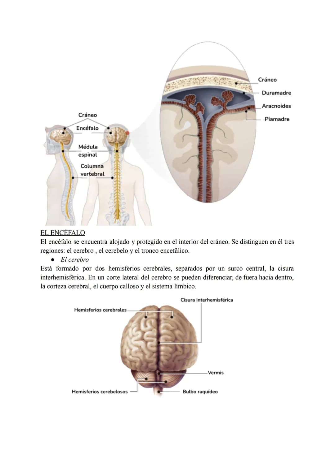 El sistema nervioso
1. El tejido nervioso
El tejido nervioso está integrado por dos tipos celulares básicos: las neuronas y la neuroglia.
La