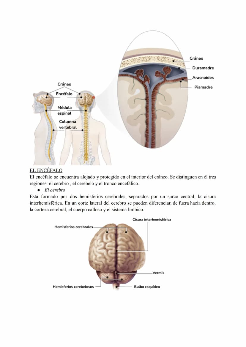 El sistema nervioso
1. El tejido nervioso
El tejido nervioso está integrado por dos tipos celulares básicos: las neuronas y la neuroglia.
La