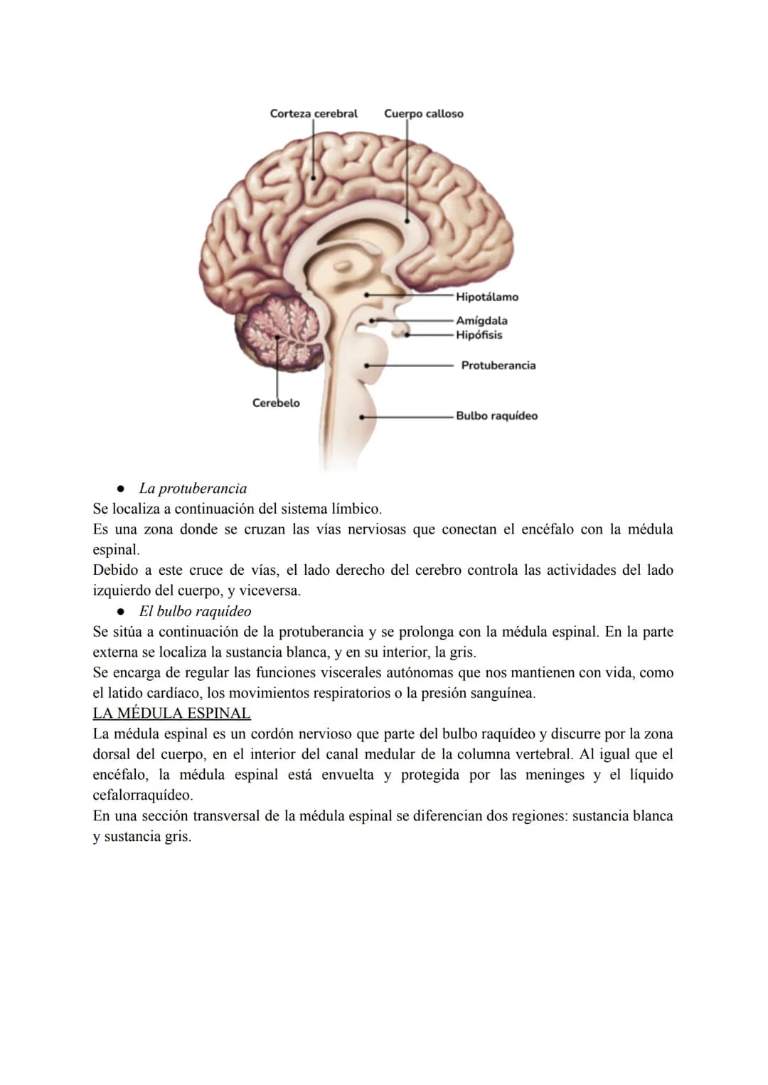 El sistema nervioso
1. El tejido nervioso
El tejido nervioso está integrado por dos tipos celulares básicos: las neuronas y la neuroglia.
La