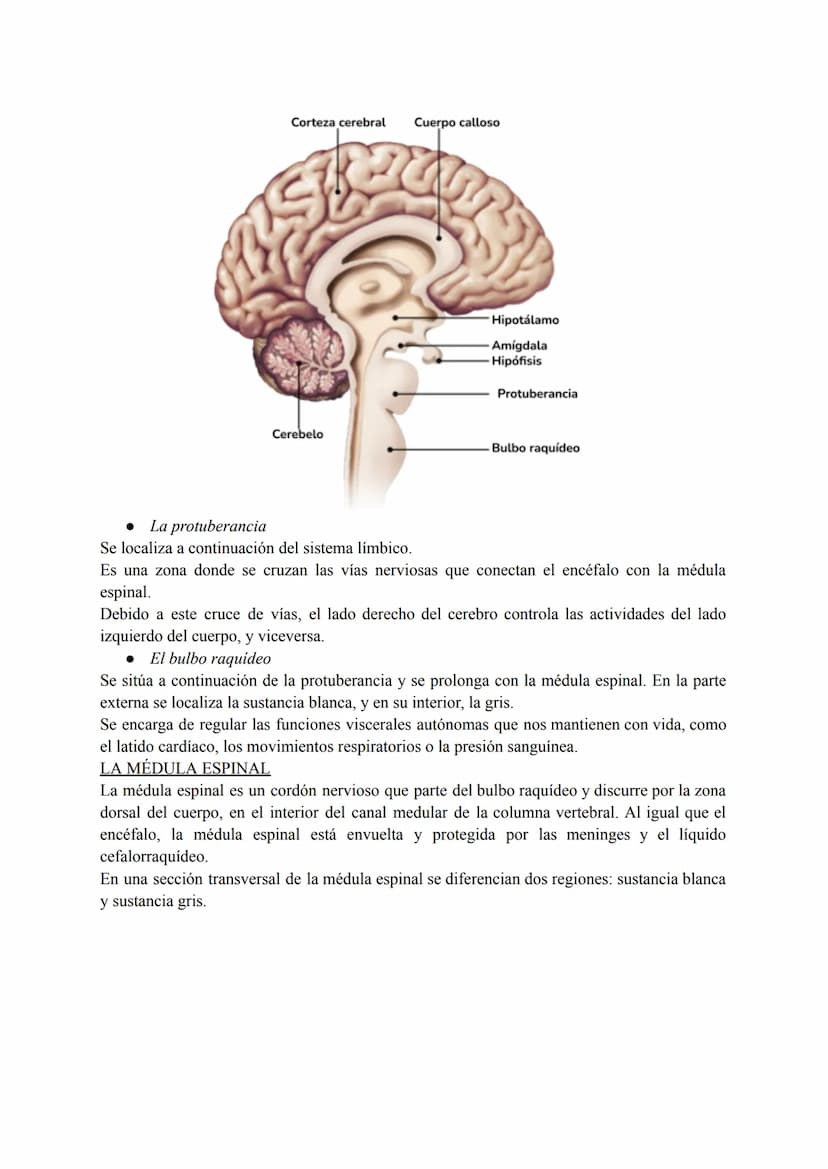 El sistema nervioso
1. El tejido nervioso
El tejido nervioso está integrado por dos tipos celulares básicos: las neuronas y la neuroglia.
La