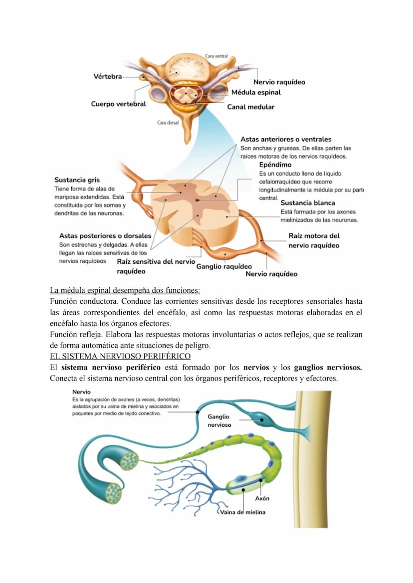 El sistema nervioso
1. El tejido nervioso
El tejido nervioso está integrado por dos tipos celulares básicos: las neuronas y la neuroglia.
La