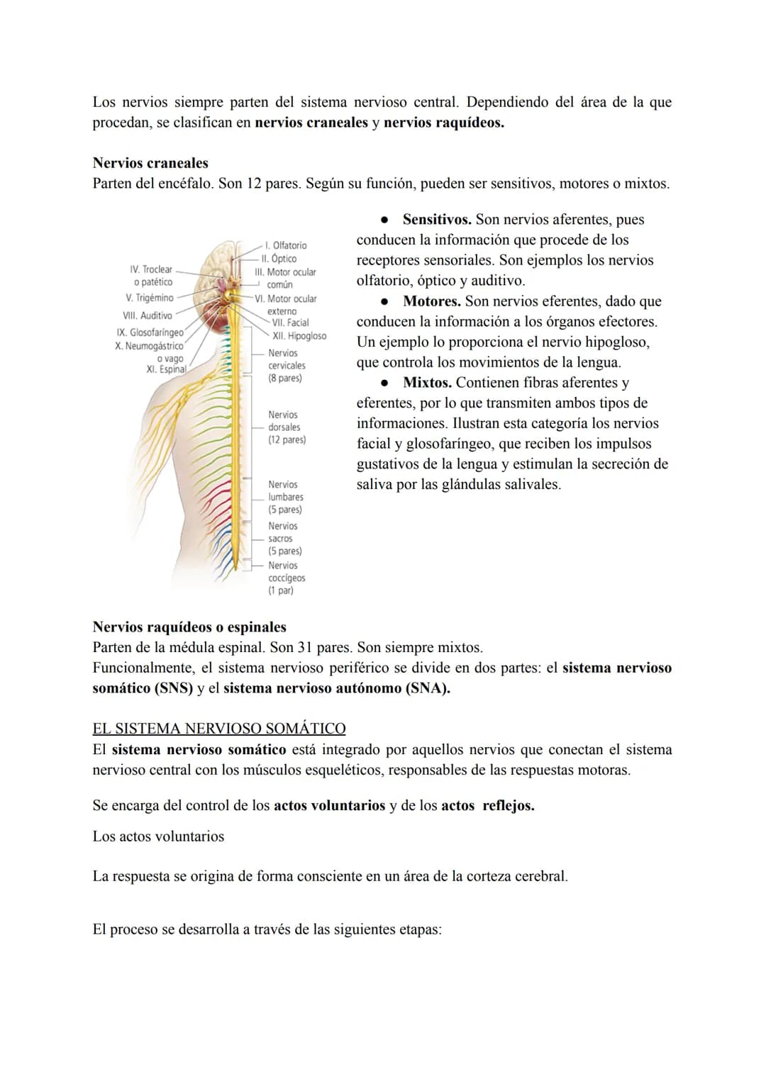 El sistema nervioso
1. El tejido nervioso
El tejido nervioso está integrado por dos tipos celulares básicos: las neuronas y la neuroglia.
La