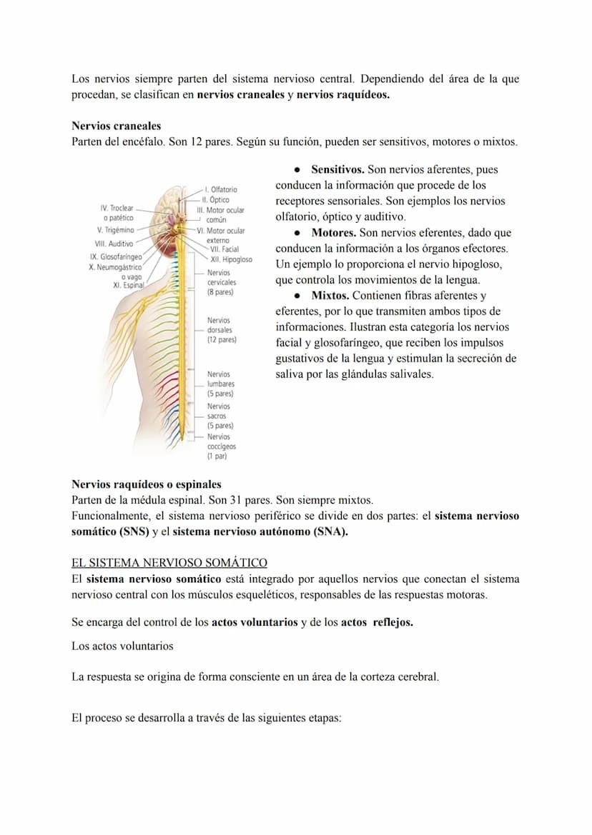 El sistema nervioso
1. El tejido nervioso
El tejido nervioso está integrado por dos tipos celulares básicos: las neuronas y la neuroglia.
La