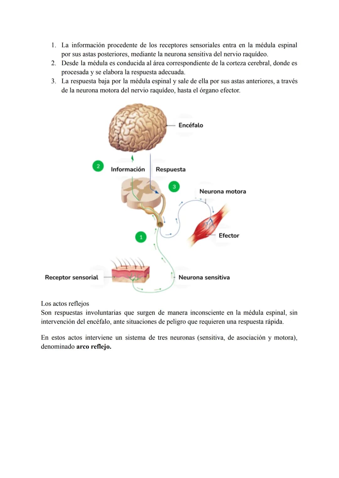 El sistema nervioso
1. El tejido nervioso
El tejido nervioso está integrado por dos tipos celulares básicos: las neuronas y la neuroglia.
La