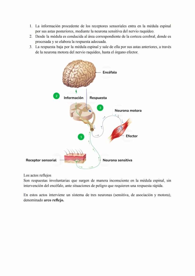 El sistema nervioso
1. El tejido nervioso
El tejido nervioso está integrado por dos tipos celulares básicos: las neuronas y la neuroglia.
La