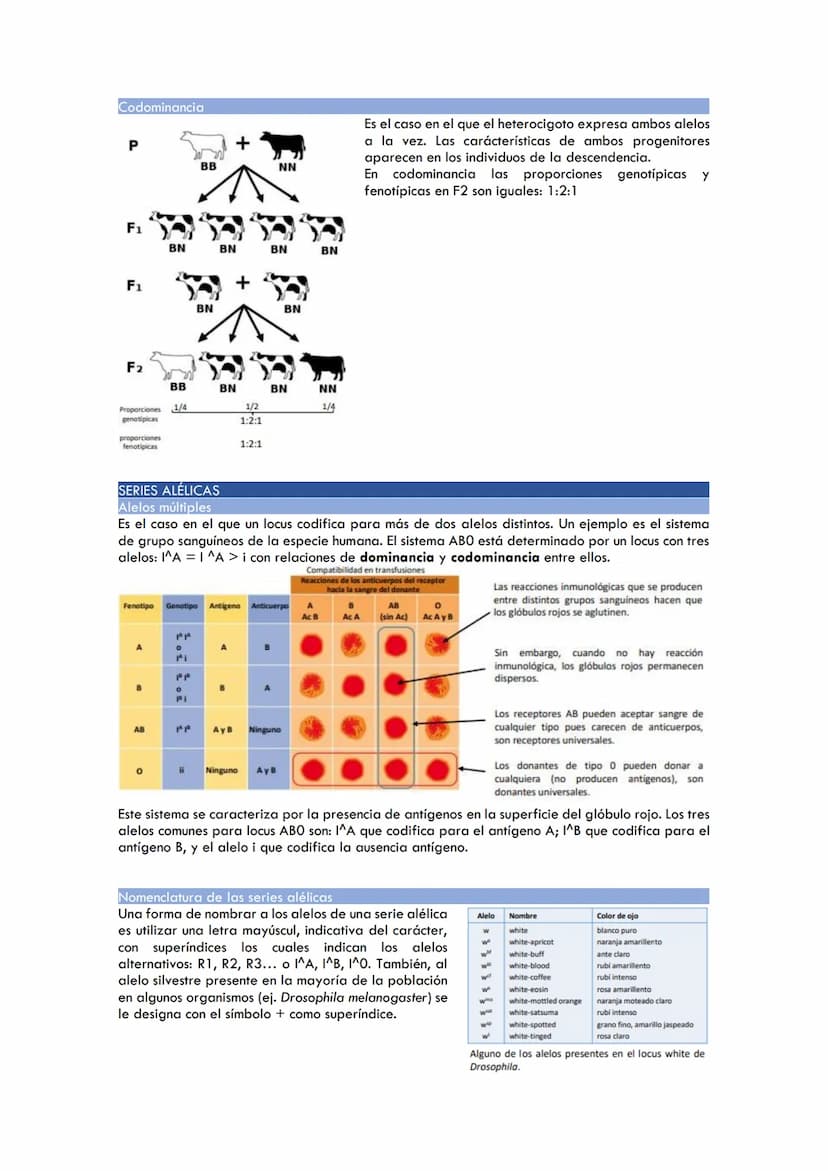 CICLOS BIOLÓGICOS
Ciclo de vida en los animales
Diplontes: las únicas células haploides son los gametos producidos tras la meiosis.
Células 