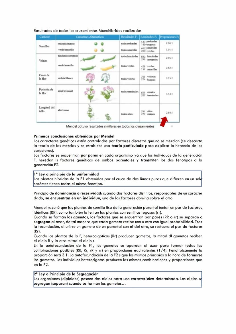 CICLOS BIOLÓGICOS
Ciclo de vida en los animales
Diplontes: las únicas células haploides son los gametos producidos tras la meiosis.
Células 
