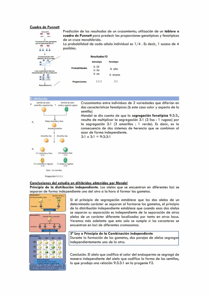 CICLOS BIOLÓGICOS
Ciclo de vida en los animales
Diplontes: las únicas células haploides son los gametos producidos tras la meiosis.
Células 