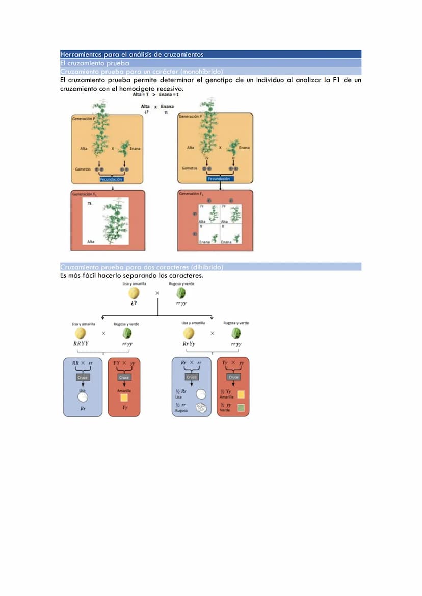 CICLOS BIOLÓGICOS
Ciclo de vida en los animales
Diplontes: las únicas células haploides son los gametos producidos tras la meiosis.
Células 