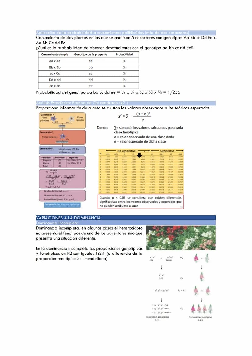 CICLOS BIOLÓGICOS
Ciclo de vida en los animales
Diplontes: las únicas células haploides son los gametos producidos tras la meiosis.
Células 