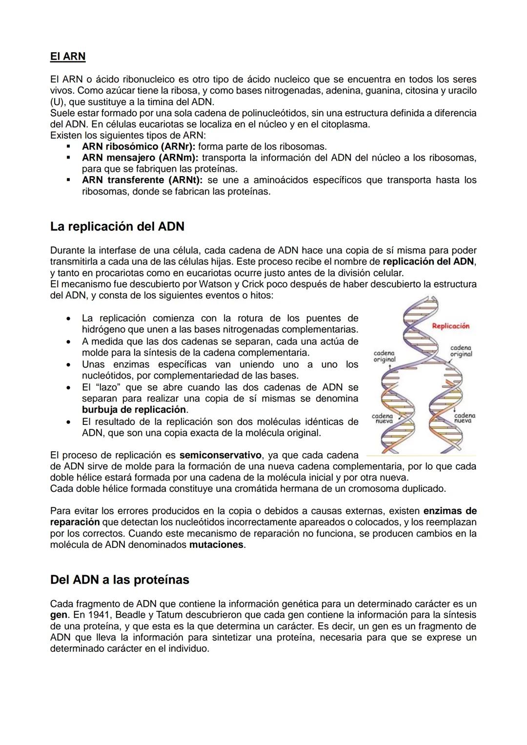 # LOS ÁCIDOS NUCLEICOS

EI ADN y los ácidos nucleicos

EI ADN o ácido desoxirribonucleico es la molécula que almacena la información genétic