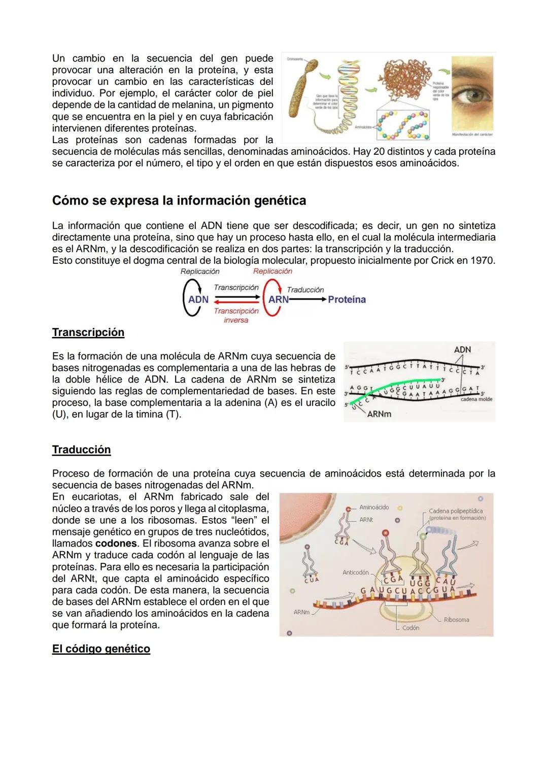 # LOS ÁCIDOS NUCLEICOS

EI ADN y los ácidos nucleicos

EI ADN o ácido desoxirribonucleico es la molécula que almacena la información genétic