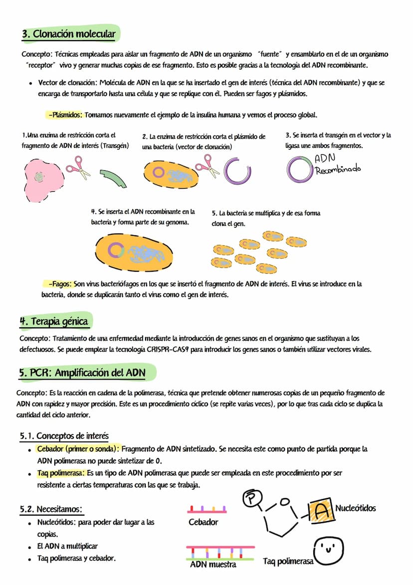 Ingeniería genética
Concepto: Conjunto de tecnologías y procedimientos de edición genética que permiten modificar los genes de una célula, u