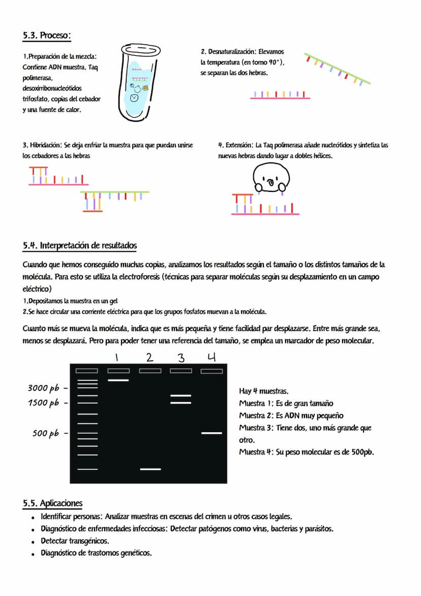 Ingeniería genética
Concepto: Conjunto de tecnologías y procedimientos de edición genética que permiten modificar los genes de una célula, u
