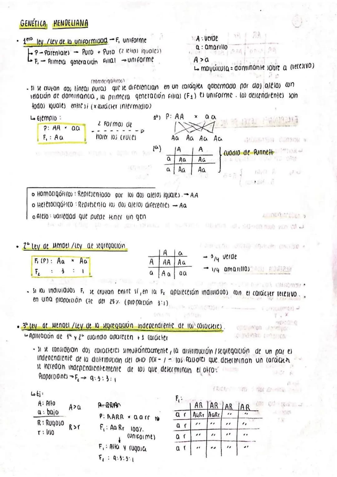 GENETICA MENDELIANA
1era ley /Ley de la uniformidad -F, uniforme
P-Parentales Puro + Puro (2 letra) iguale))
F. - Primera generacion Fillal 