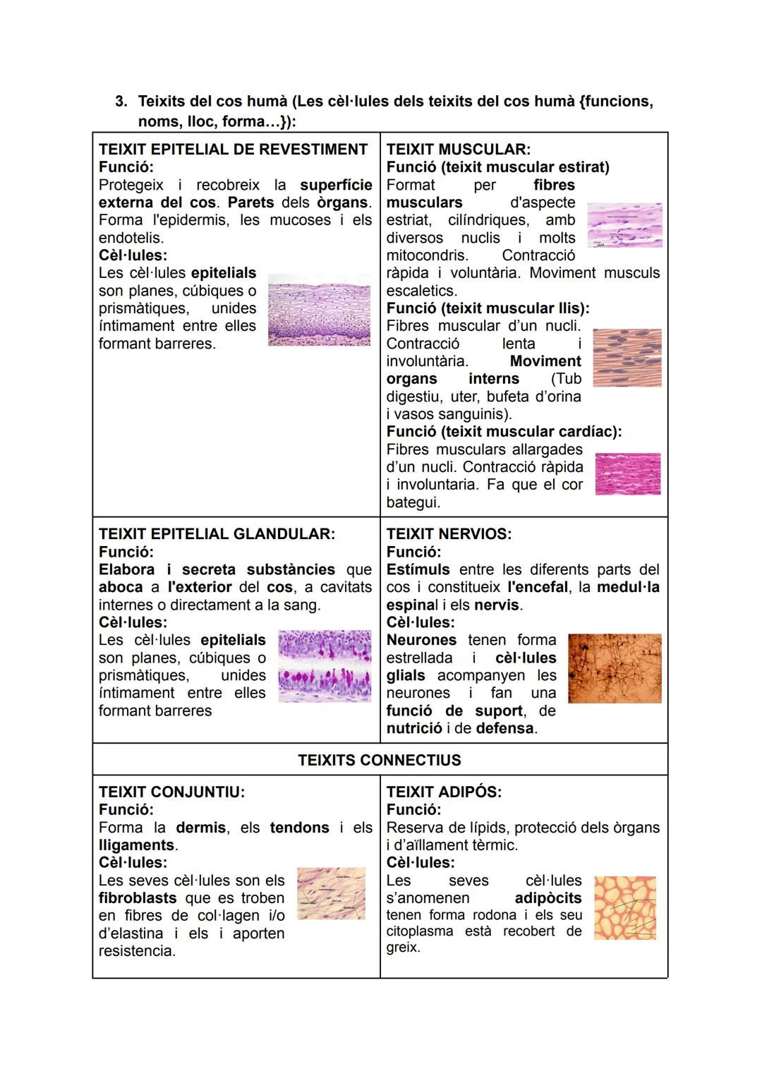 # LA CÈL·LULA EUCARIOTA I ELS

# TEIXITS

1. Parts de la cèl·lula eucariota:

membrana
citoplasmatica

ribosomes
Iliures

túbuls

cromatina
