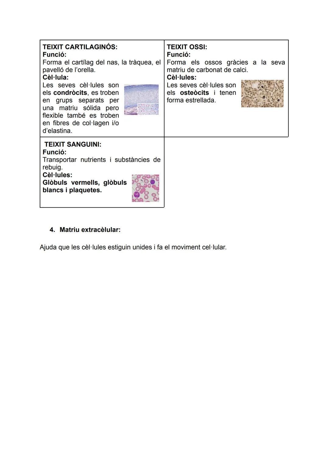 # LA CÈL·LULA EUCARIOTA I ELS

# TEIXITS

1. Parts de la cèl·lula eucariota:

membrana
citoplasmatica

ribosomes
Iliures

túbuls

cromatina
