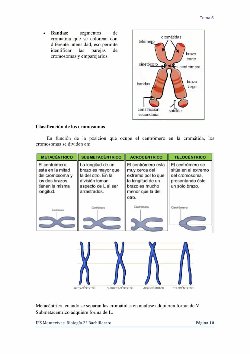 Tema 6 La Célula. Núcleo celular
I. La Célula: unidad de estructura y función
Una célula es la unidad morfológica y funcional de todo ser vi