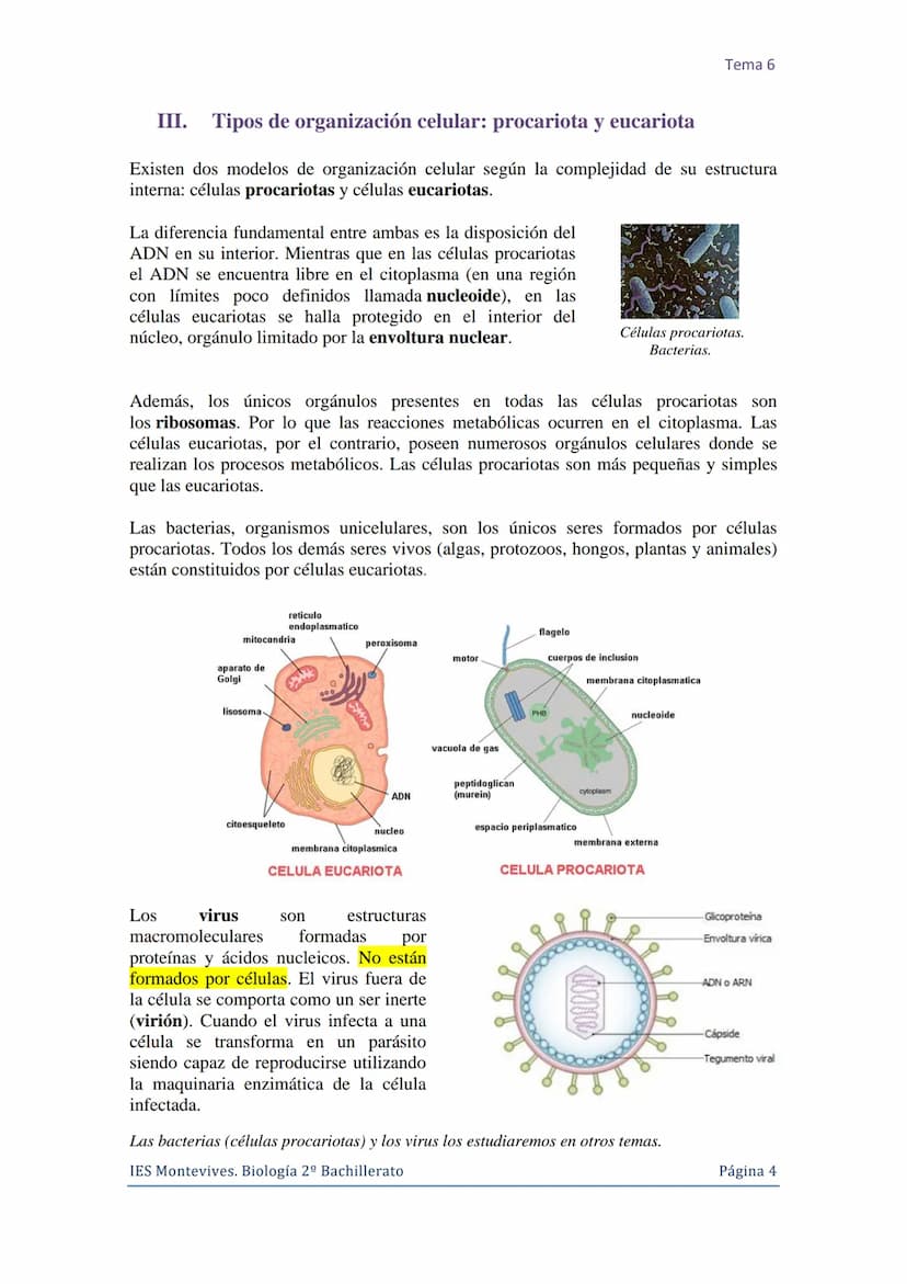 Tema 6 La Célula. Núcleo celular
I. La Célula: unidad de estructura y función
Una célula es la unidad morfológica y funcional de todo ser vi