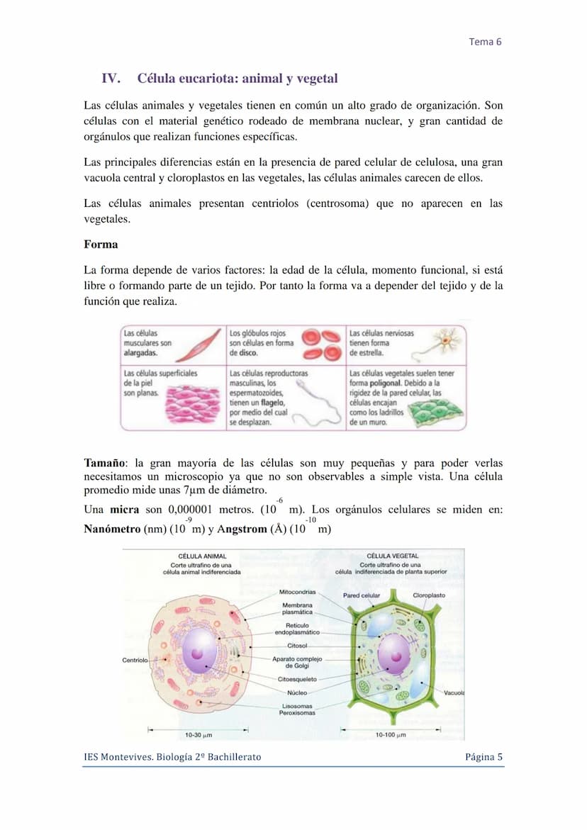 Tema 6 La Célula. Núcleo celular
I. La Célula: unidad de estructura y función
Una célula es la unidad morfológica y funcional de todo ser vi