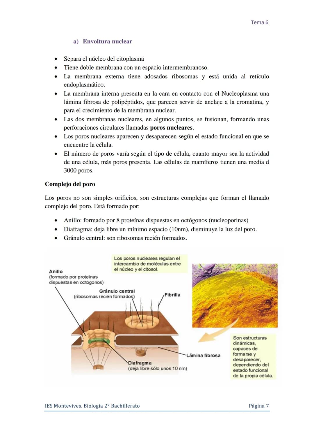 Tema 6 La Célula. Núcleo celular
I. La Célula: unidad de estructura y función
Una célula es la unidad morfológica y funcional de todo ser vi