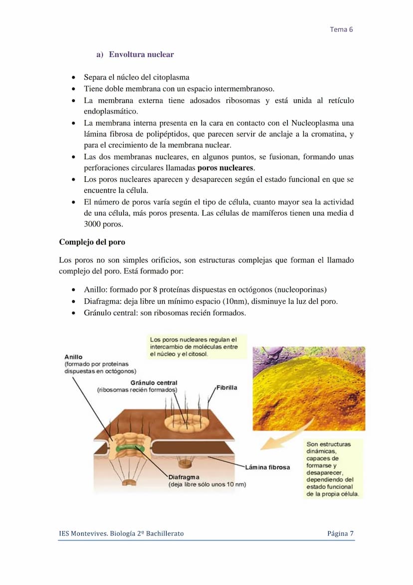Tema 6 La Célula. Núcleo celular
I. La Célula: unidad de estructura y función
Una célula es la unidad morfológica y funcional de todo ser vi