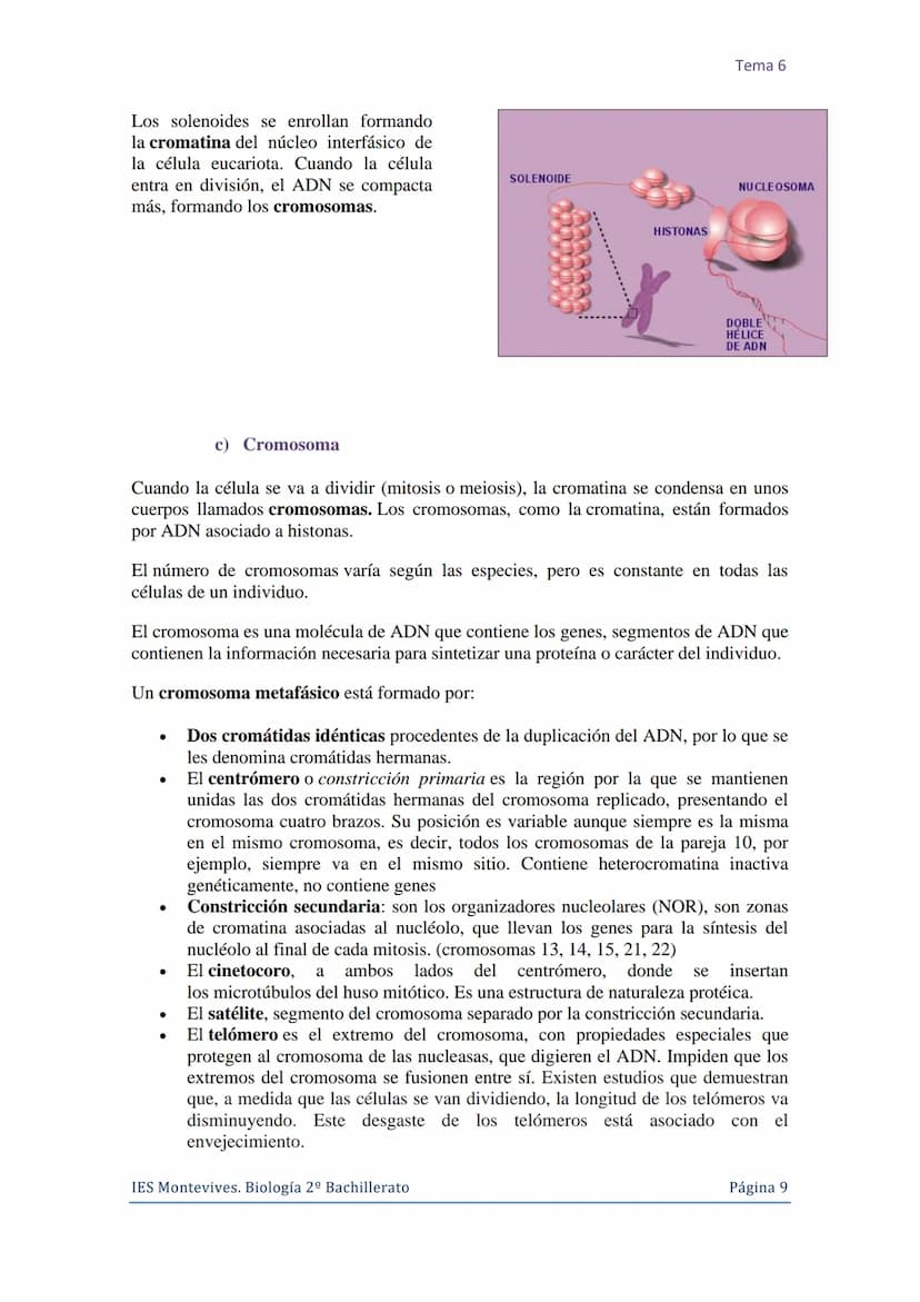 Tema 6 La Célula. Núcleo celular
I. La Célula: unidad de estructura y función
Una célula es la unidad morfológica y funcional de todo ser vi