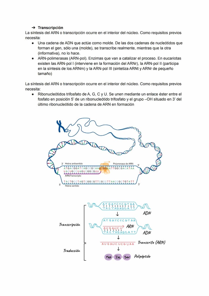 TEMA 7: REPLICACIÓN DEL ADN
Un acontecimiento clave en el ciclo celular, e imprescindible para que se realice la división
celular, es la rep