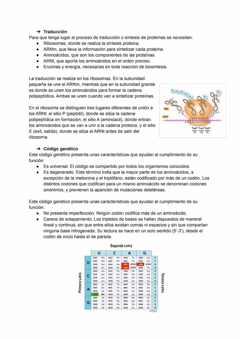 TEMA 7: REPLICACIÓN DEL ADN
Un acontecimiento clave en el ciclo celular, e imprescindible para que se realice la división
celular, es la rep